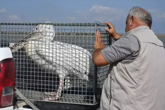 Hatay'da bulunan ak pelikan doğaya salındı