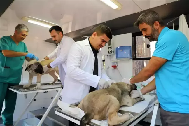 Alanya Belediyesi Veteriner İşleri Müdürlüğü Sokak Hayvanlarına Kısırlaştırma ve Rehabilitasyon Hizmeti Sunuyor