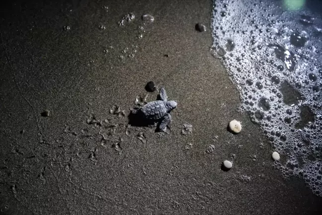 Mersin'de Caretta Carettaların Yumurtalarından 2 Bin 500 Yavru Çıkacak