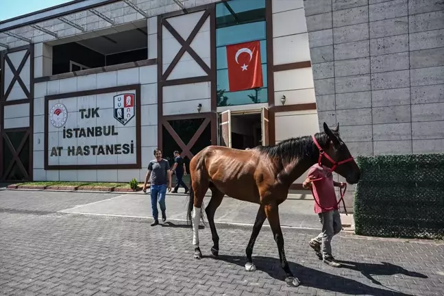 İstanbul Yarış Atları Hastanesi'nde Atların Tedavisi ve Sağlıklarına Kavuşmaları