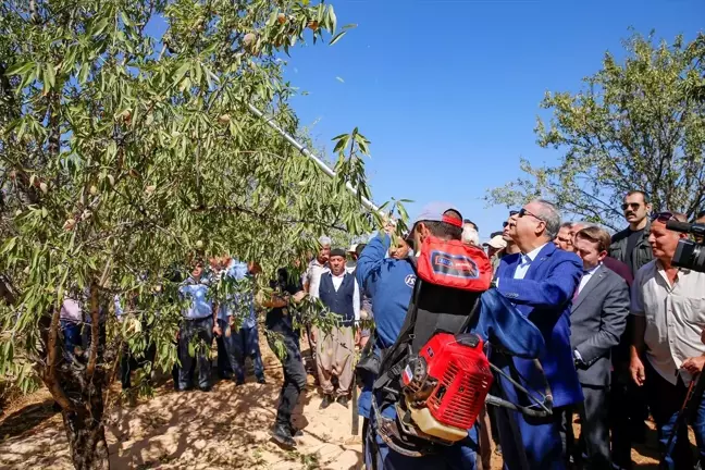 Diyarbakır'da Badem Hasadı Yapıldı