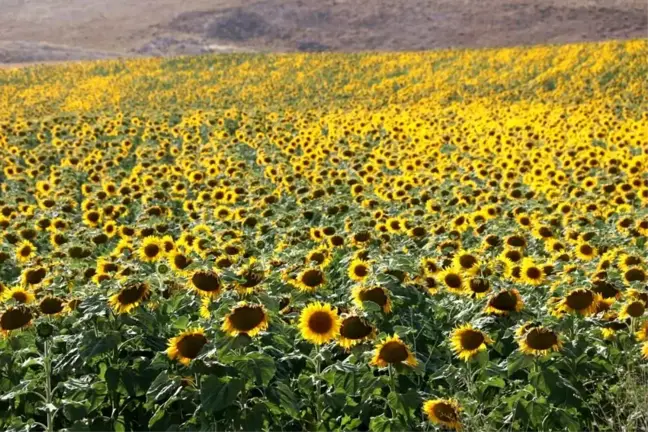 Ayçiçek Yağı Üretimi Sivas'ta Artıyor