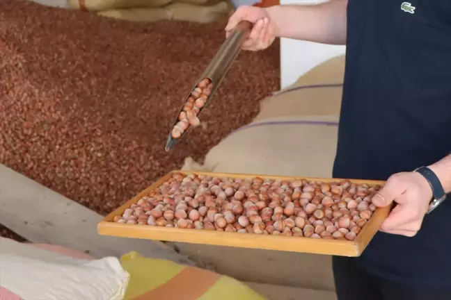 Ordu'da fındık fiyatları yükseliyor