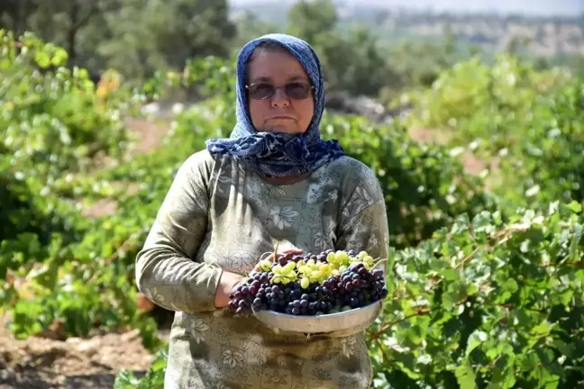 Uşak'ta bağ bozumu başladı