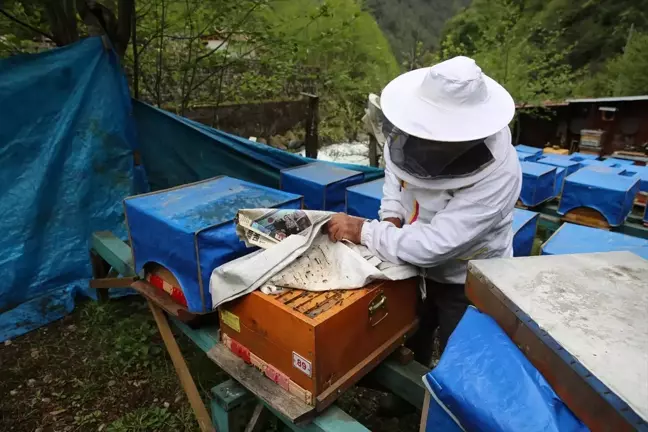 Rize'de coğrafi işaret tescilli Ayder balında üretim 2 tona ulaştı