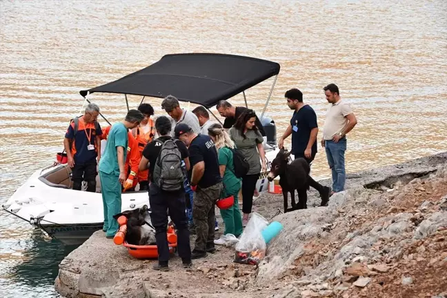 Fethiye'de denize düşen eşek kurtarıldı