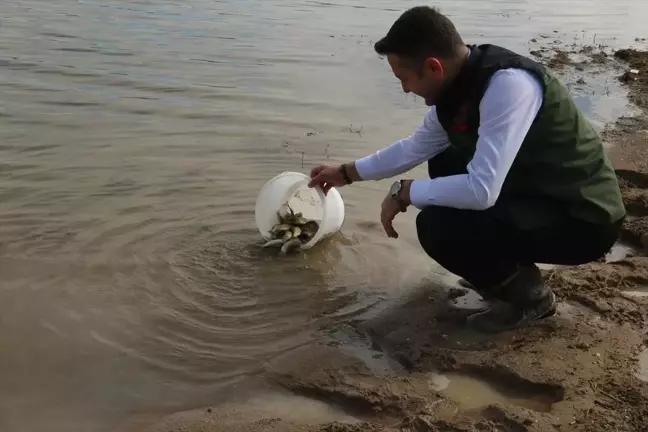 Kırşehir'de 21 göl, gölet ve baraja 1 milyon yavru sazan bırakıldı