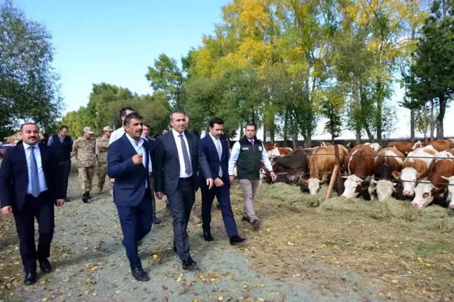 Vali Çiçek, Göle'deki TİGEM sığırcılık tesisini ziyaret etti