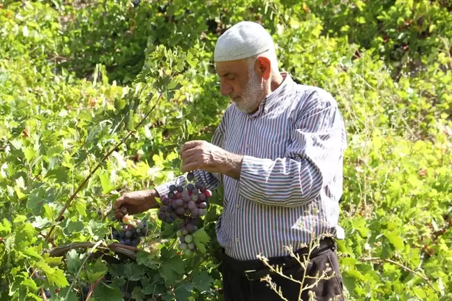 Bitlis'te geleneksel yöntemlerle pekmez üretimine başlandı