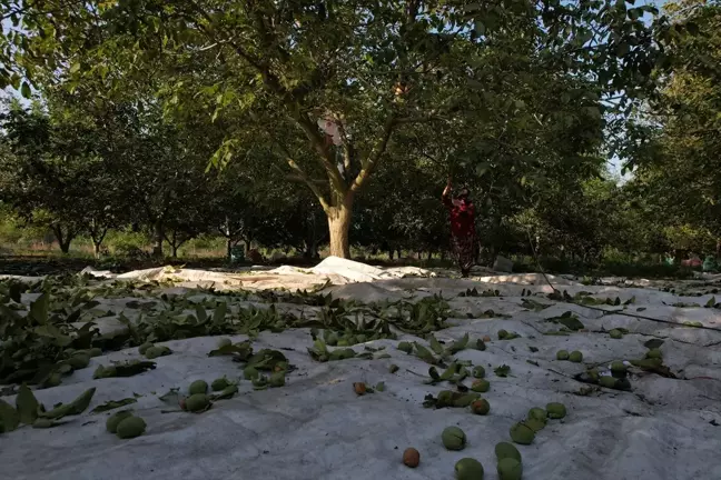 Sındırgı'da Ceviz Hasadı Başladı