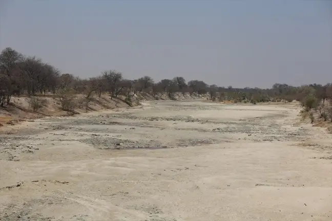 Botsvana'daki Makgadikgadi Tuzlası, Kuş Türlerinin Nesli İçin Hayati Önem Taşıyor