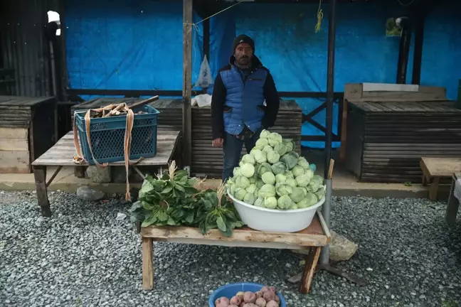 Ordu'nun Çambaşı Yaylası'nda Yetişen Dürme Pancarı Yöre Halkına Gelir Sağlıyor