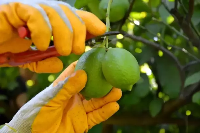 Ortaca'da Limon Hasadı Başladı