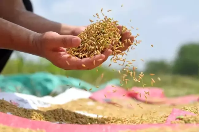 Çin'in Hunan eyaletinde yeni tarım modeli deneniyor