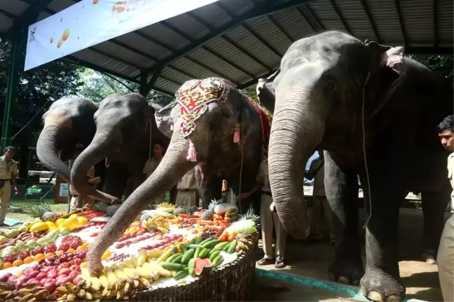 Myanmar'daki Yangon Hayvanat Bahçesi'nde 70. doğum günü kutlaması