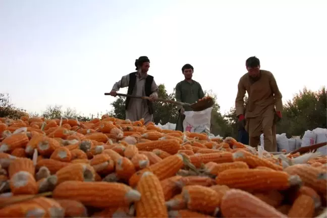 Afganistan'ın Belh vilayetinde mısır hasadı başarılı geçti