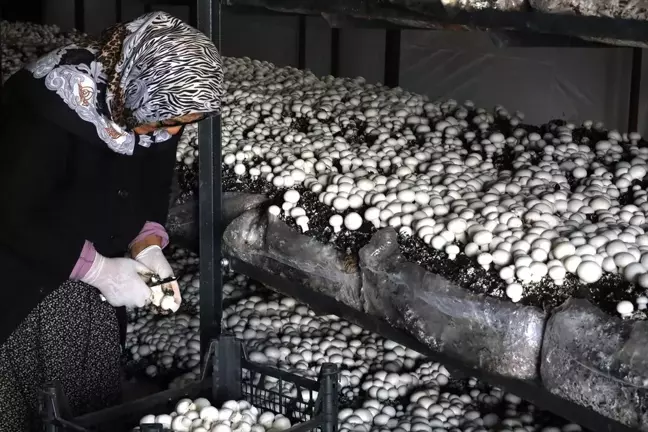Aksaray Valisi Mantar Seralarını Ziyaret Etti