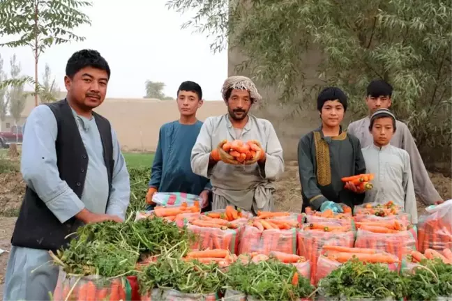 Albüm: Afganistan'da Havuç Hasadı Çiftçilerin Yüzünü Güldürdü