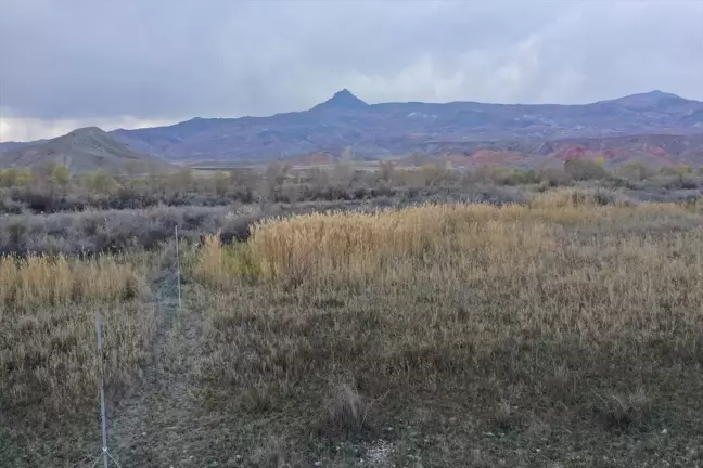 Saz Delicesi Göç Yolu Öncesi Yağ Depoluyor