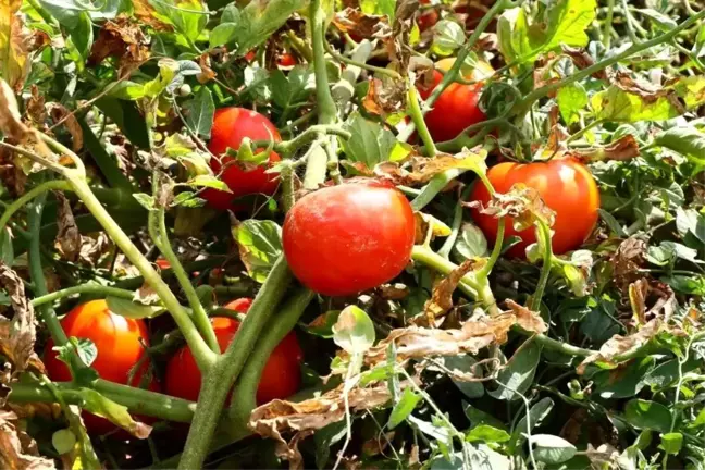 Ayaş Domatesi AB'den Coğrafi İşaret Tescili Aldı