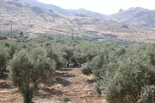 Mardin Derik'te asırlık zeytin ağaçlarından elde edilen yağlar dünya çapında ödüller kazanıyor