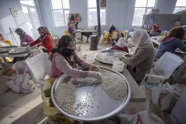 Ovacık'ta Kadın İşçiler Tarafından Temizlenen Fasulyeler Türkiye'nin Farklı Kentlerinde Satılıyor
