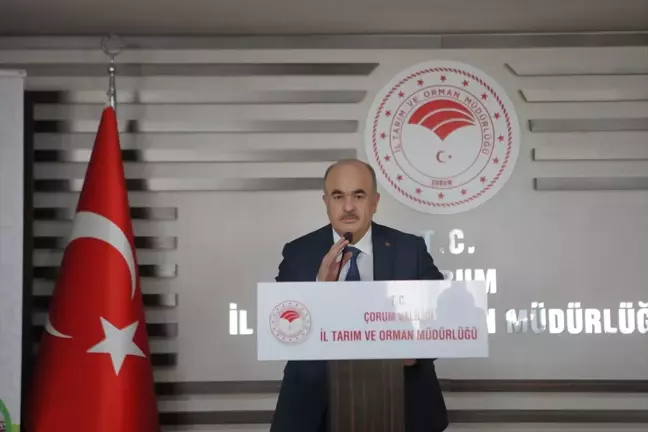Çorum'da hayvancılık ve sera alanlarında üretim kapasitesi artırılıyor