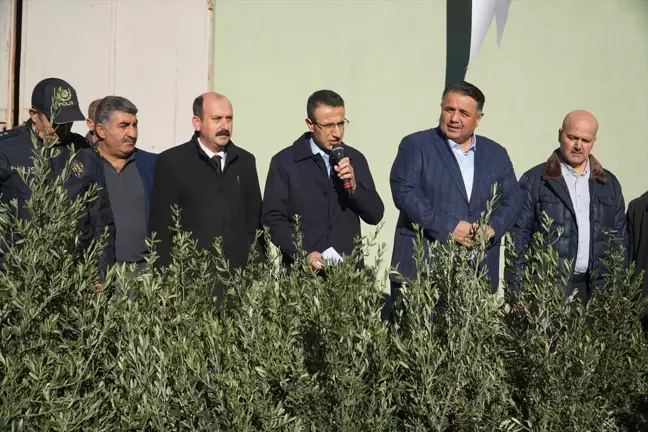 Çorum'un Osmancık ilçesinde zeytin fidanı dağıtımı başladı