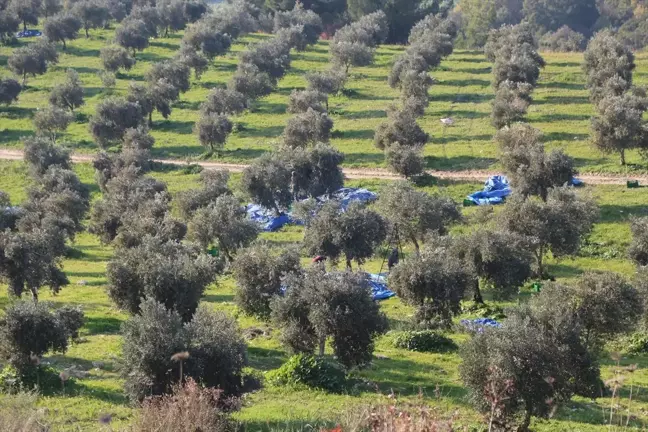 Hatay'ın Altınözü ilçesinde zeytinden 15 bin ton yağ üretimi hedefleniyor