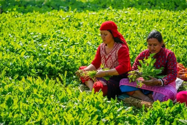 Nepal'de Maghe Sankranti Festivali İle Ispanak Toplanıyor