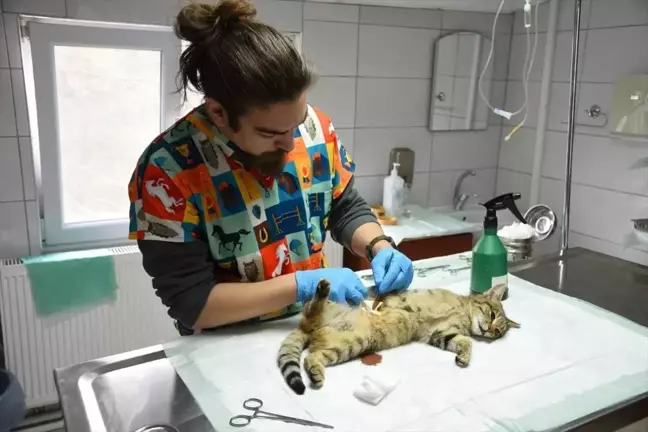 Giresun Belediyesi Sahipsiz Hayvanlara Sağlık Hizmeti Sunuyor