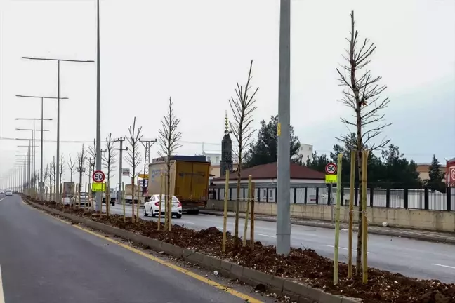 Diyarbakır Büyükşehir Belediyesi Siverek ve Terkan Caddelerine 1020 Ağaç Dikti