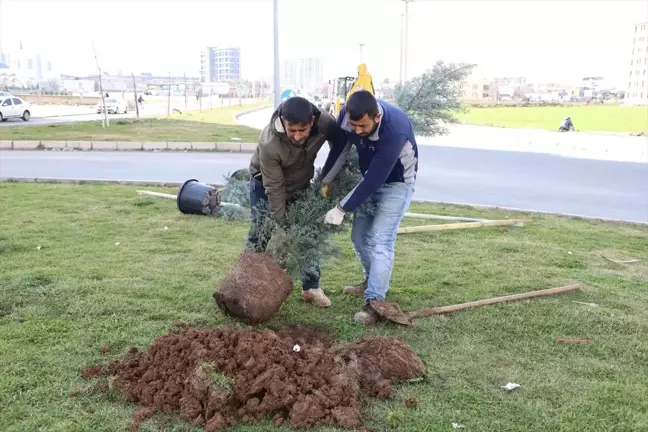 Diyarbakır Büyükşehir Belediyesi Piran Caddesi'ni Ağaçlandırdı