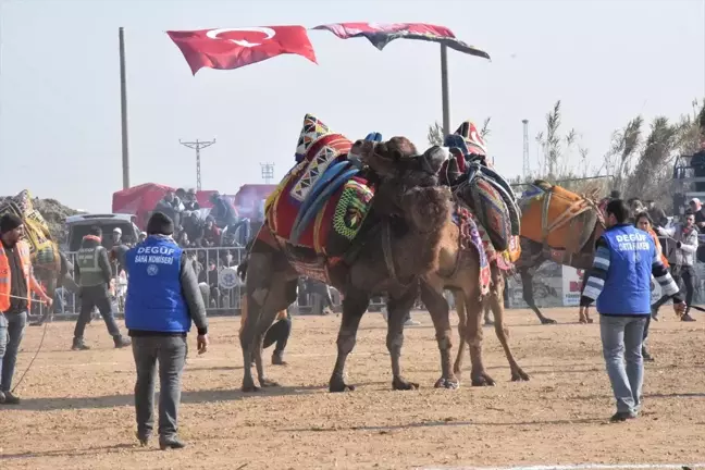 Aydın'da Geleneksel Deve Güreşi Festivali Düzenlendi