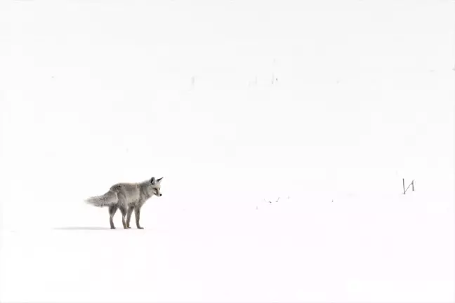 Aç kalan kızıl tilki karlı arazide avını yakaladı