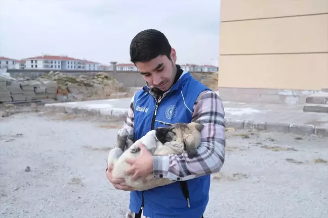 Karapınar'da Gönüllü Gençler Sokakta Aç Köpeklere Sahip Çıktı