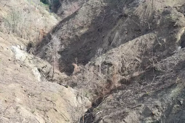 Hatay Orman Bölge Müdürü: Yanan ormana 6 ton kızılçam tohumu ektik
