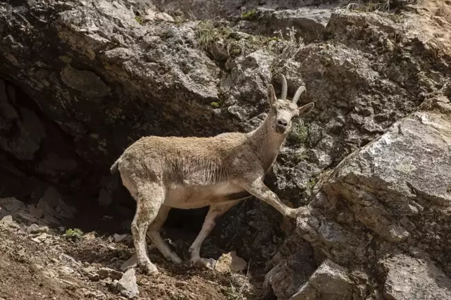 Tunceli'de Yaban Keçileri Munzur Vadisi Milli Parkı'nda Beslenirken Görüntülendi