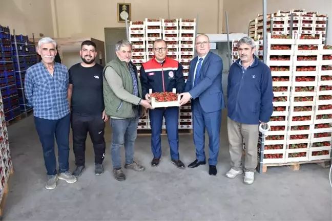 Aydın'da Çilek Üretimi ve İhracatı Artıyor