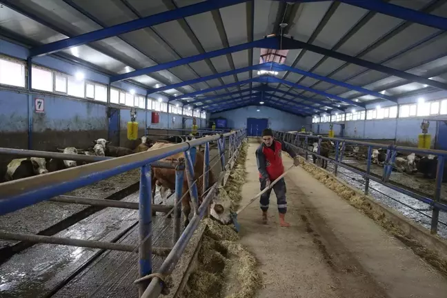 Tokatlı çiftçi TKDK'den hibe desteği alarak besicilik işine girdi