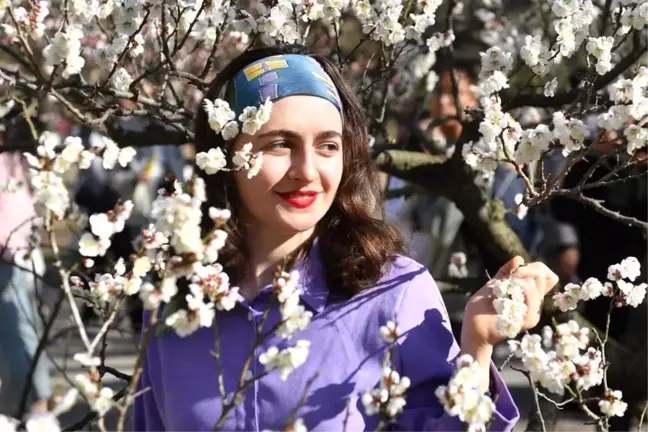 Çin'deki Zhongshan Parkı'ndaki Erik Ağaçları Turistlerin İlgi Odağı