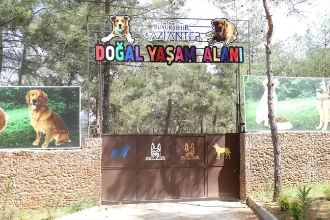 Gaziantep Büyükşehir Belediyesi Sokak Hayvanlarına Yılda Bin 800 Tedavi Yapıyor