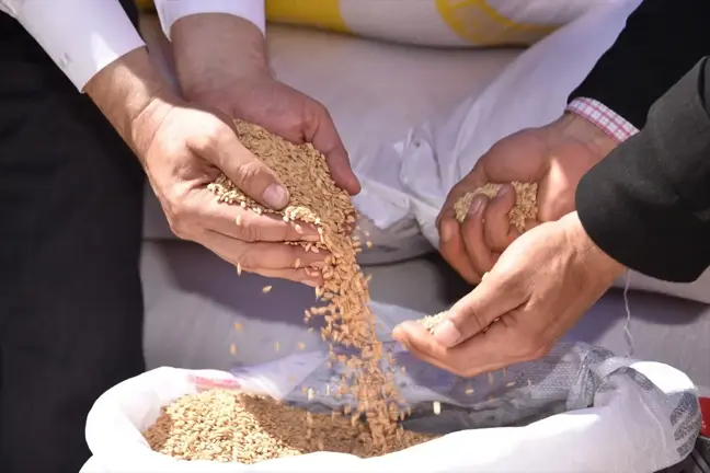 Şanlıurfa'da Üreticilere 11 Ton Sertifikalı Çeltik Tohumu Dağıtıldı