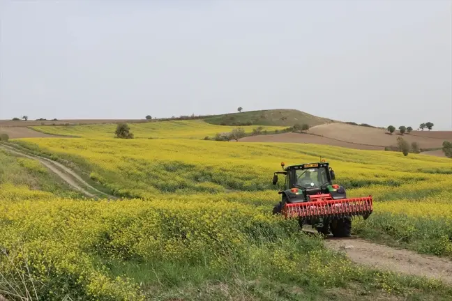 Samsun Havza'da Kanola Tarlaları Sarıya Büründü