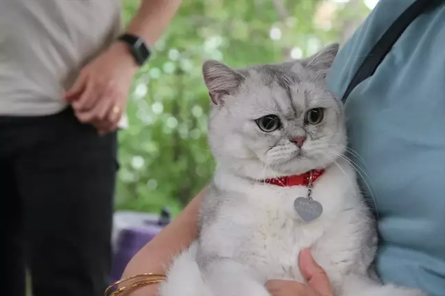 Tokat'ta Dünya Veteriner Hekimler Günü'nde Kedi Güzellik Yarışması Düzenlendi
