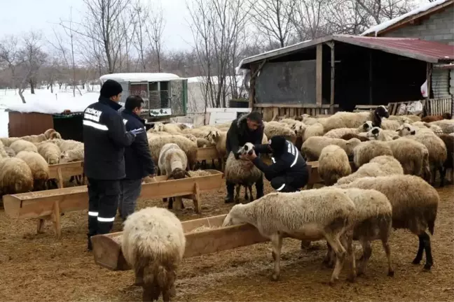 Çayırlı İlçe Tarım ve Orman Müdürlüğü'nden küçükbaş hayvanlara aşılama ve küpeleme çalışması