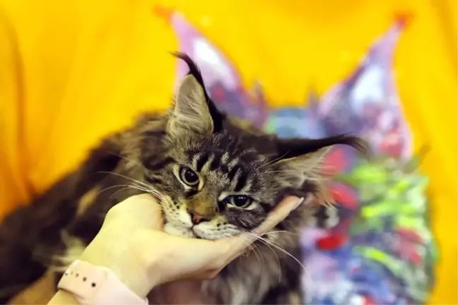Bükreş'te düzenlenen kedi güzellik yarışmasına 200 kedi katıldı