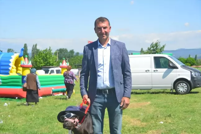 Balıkesir'de En Güzel Buzağı Yarışması Büyük İlgi Gördü