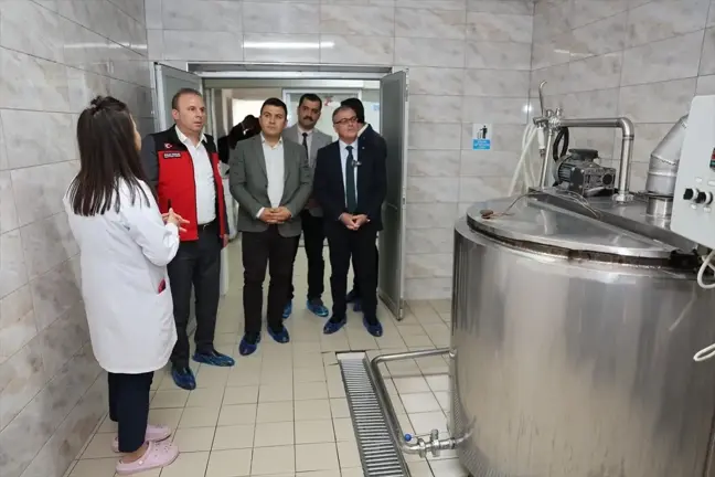 Kayseri'de Manda Sütünden Mozzarella Peyniri Üretimi Başladı