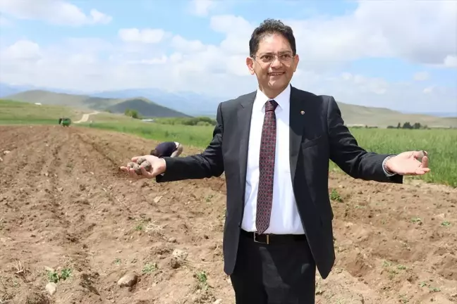 Erzurum'da Mor Patates Üretimine Başlandı